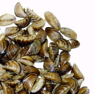 Zebra-mussel