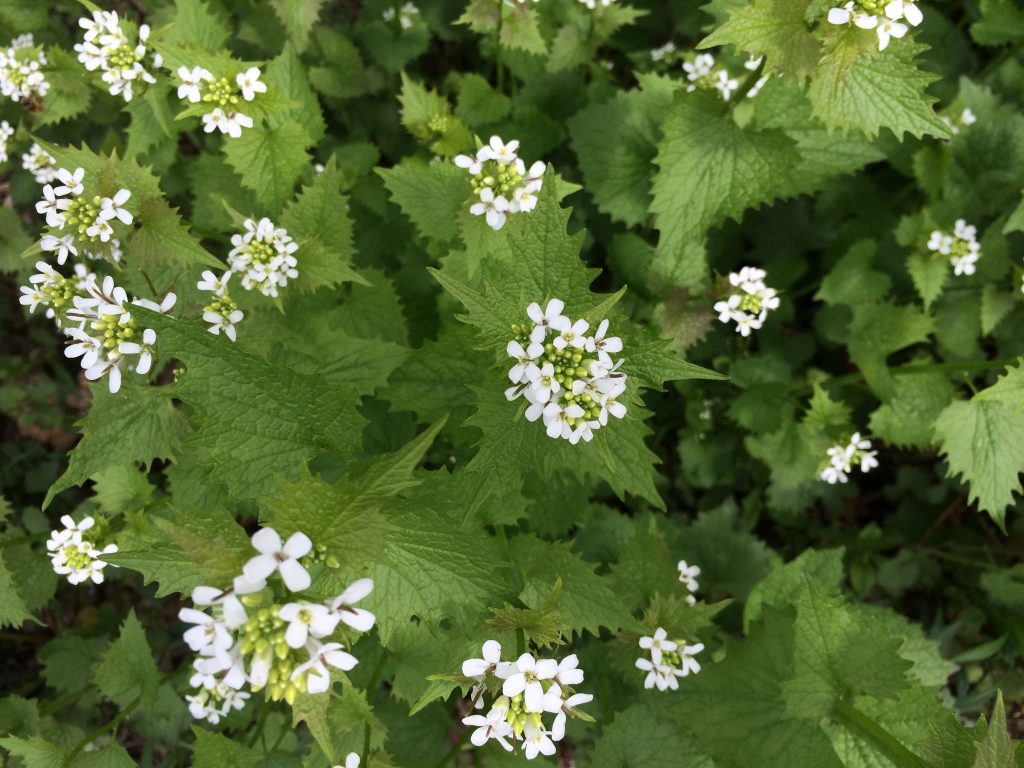 Garlic Mustard Populations Likely to Decline New York Invasive
