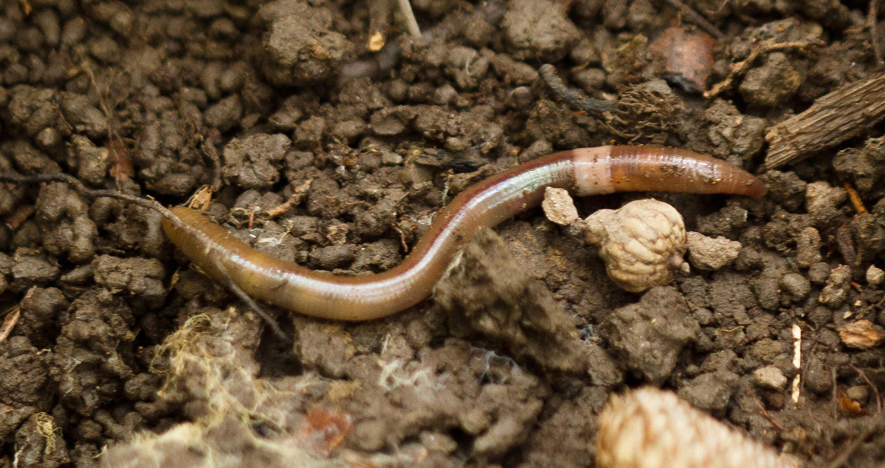 Invasive earthworm Amynthas agrestis [tentative ID]