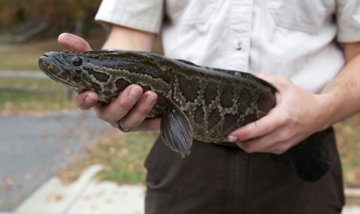 fish hands Northern Snakehead