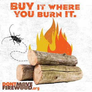 buy it where you burn it_vtinvasives