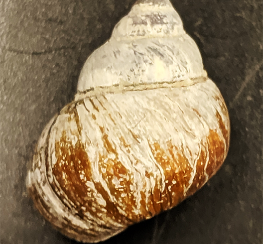 Mystery solved? DNA barcoding reveals new snail in Adirondacks