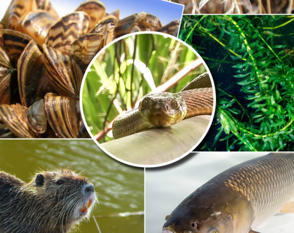 DOI Funding Guide for Invasive Species Management