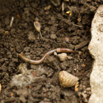 Teasing apart invasive worm impacts on native species