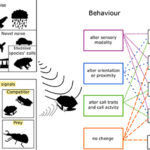 Missed signals: Invasive species noise disrupts native species communication