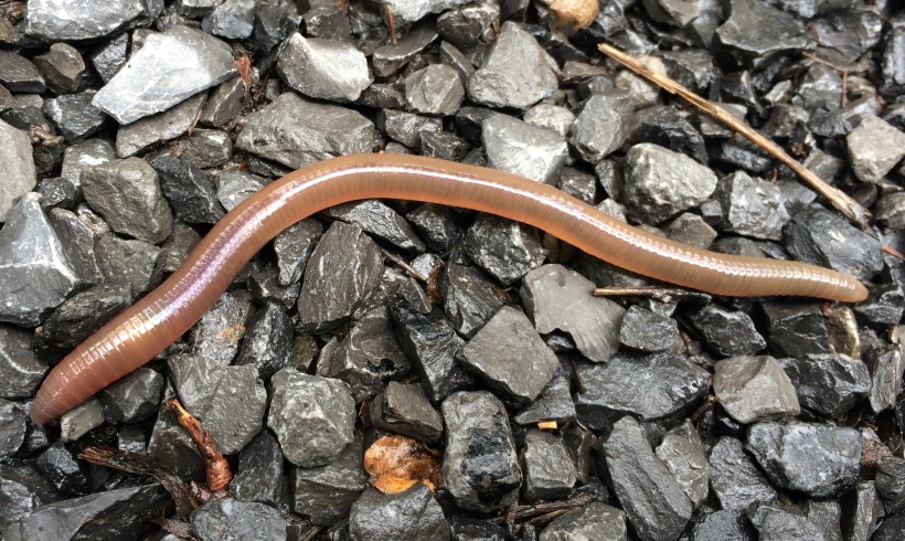 Earthworms could be a threat to biodiversity