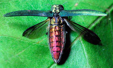 US releases millions of wasps to fight ash tree borer