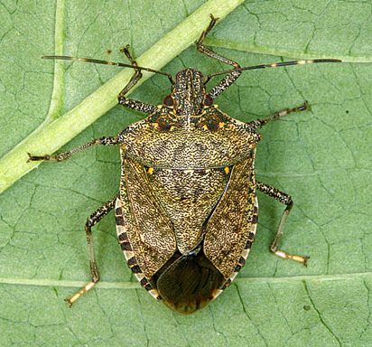 Entomological Society of America releases statement on the dangers of invasive species