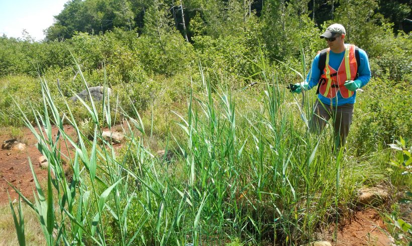Research reveals widespread herbicide use on North American wildlands