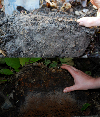 Underground Invaders:  Impacts and Implications of Non-native Earthworms in North America