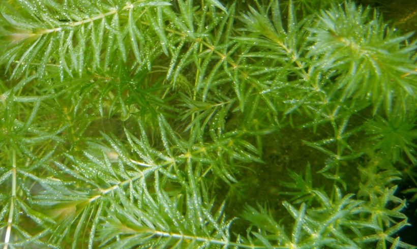 New Educational Video on Hydrilla Available