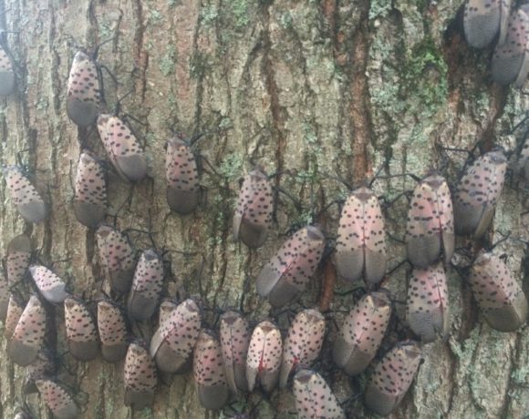 Spotted Lanternfly Detected in New York