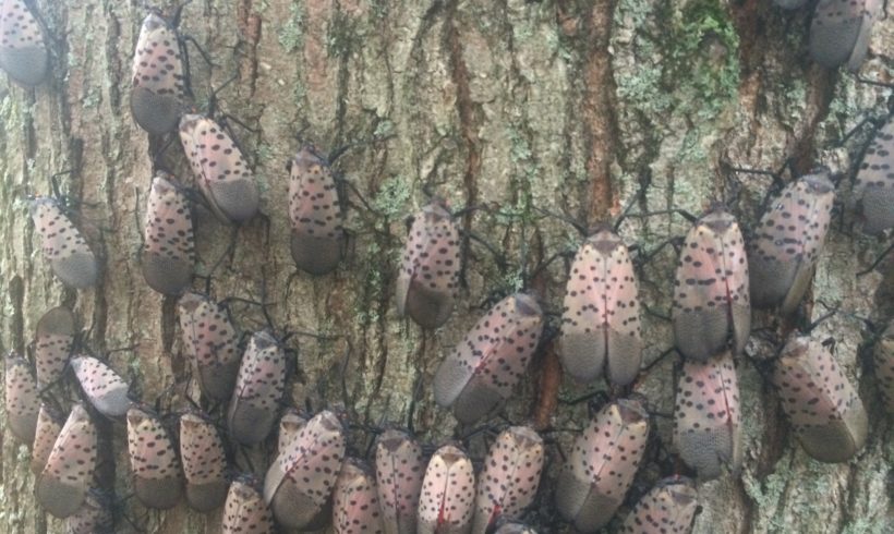 Spotted Lanternfly Detected in New York