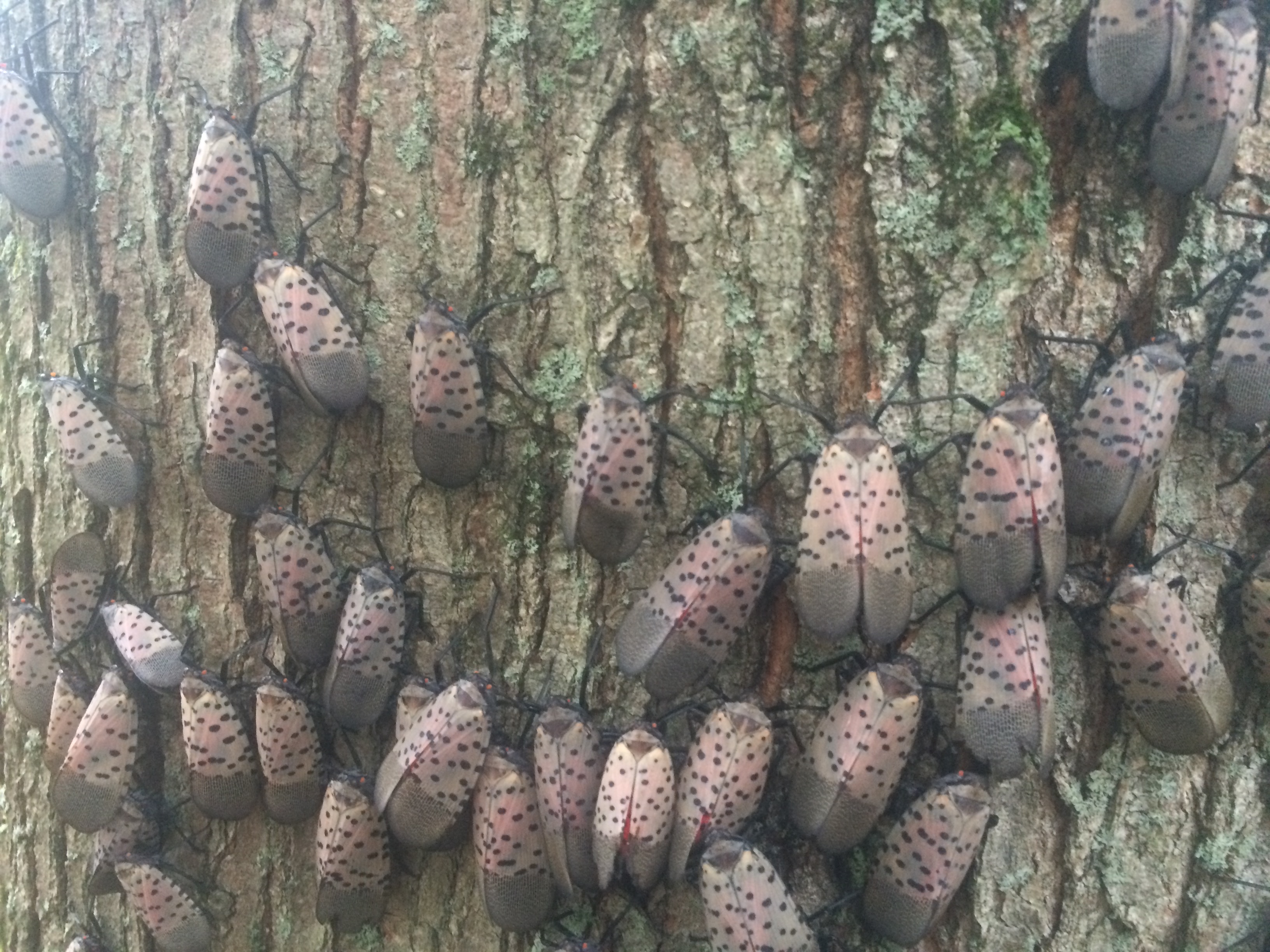 Spotted lanternfly 9