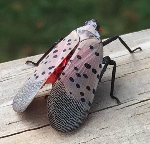 Spotted Lanternfly Found in NY