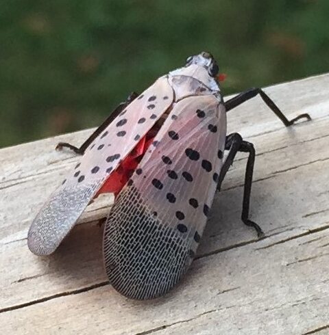Spotted Lanternfly Found in NY