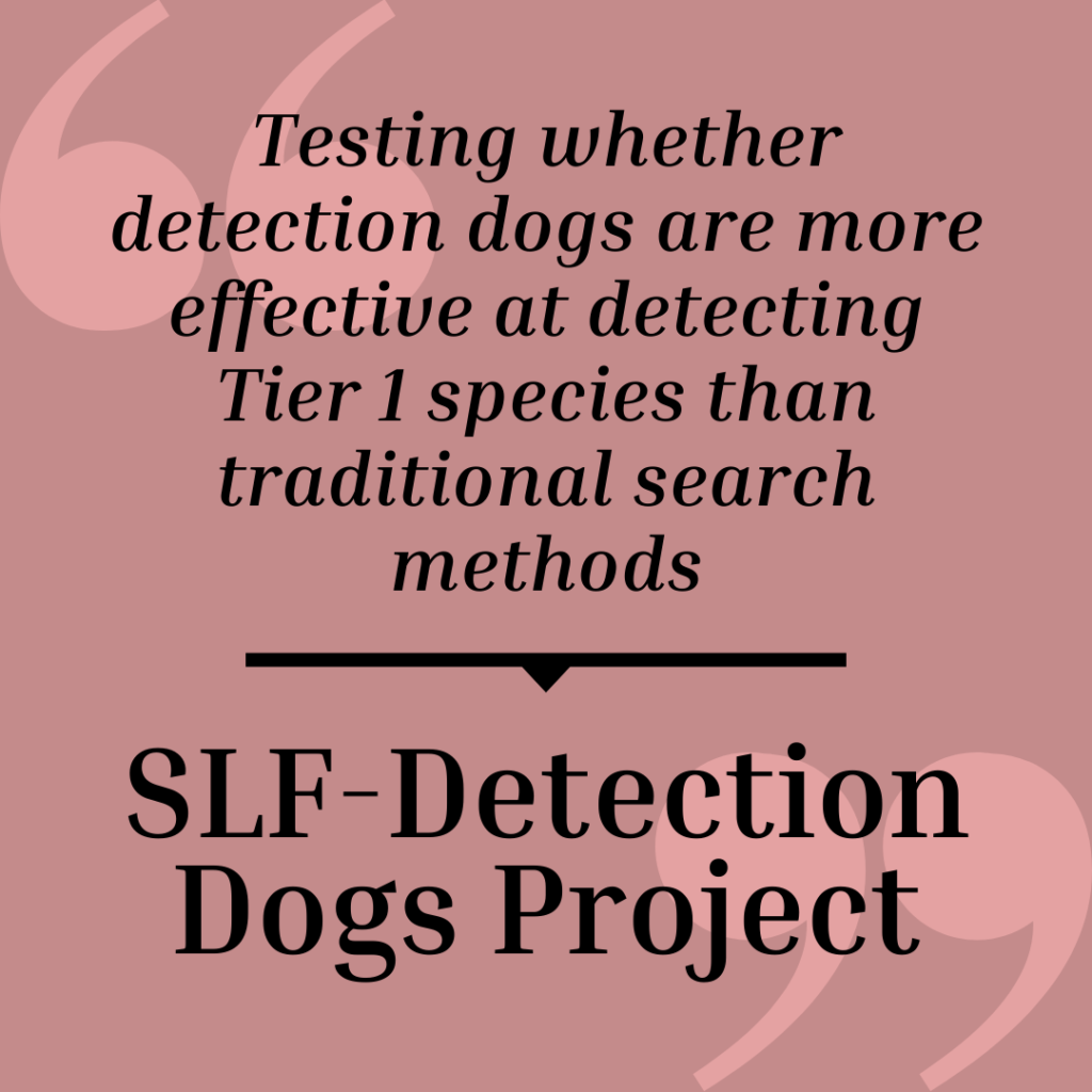 Spotted Lanternfly Detection Dogs - New York Invasive Species Research ...