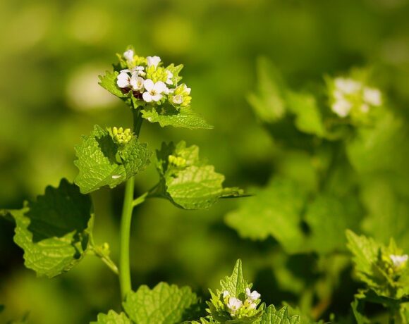 Garlic Mustard’s Time of Decline | Research Summary