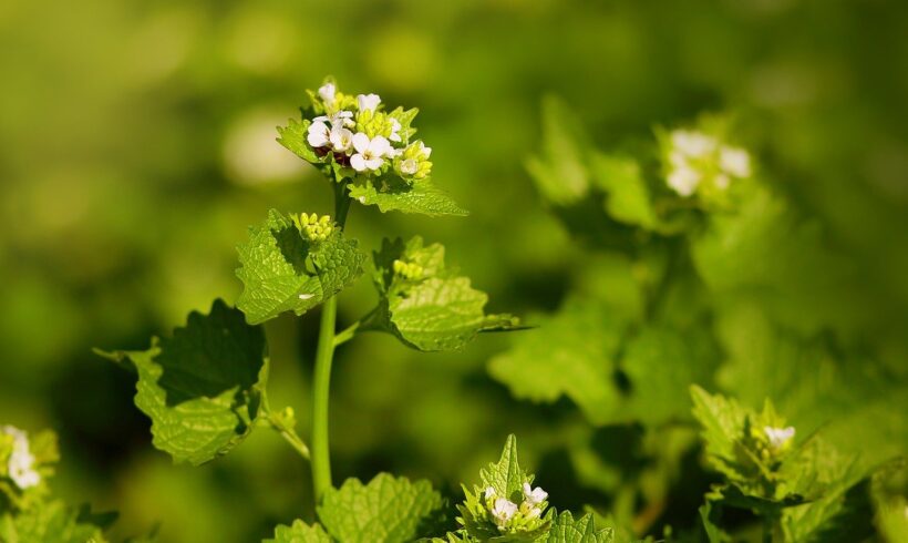 Garlic Mustard’s Time of Decline | Research Summary
