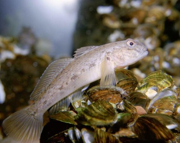 eDNA Advances: Counting up round gobies | Research summary