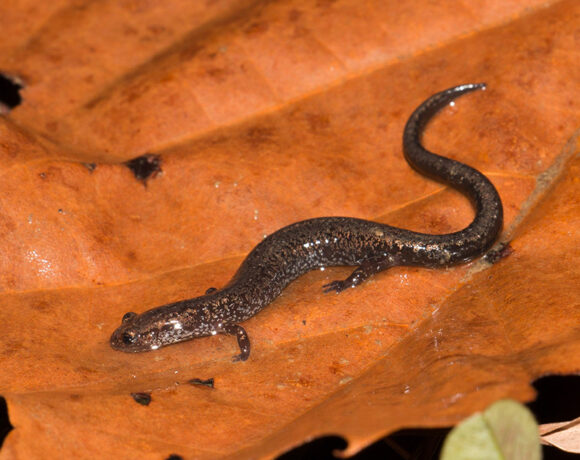 Emerging from the forest: invasive plant removal impacts on salamanders