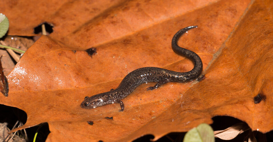 RavineSalamander_Dalaba New York Invasive Species Research Institute