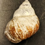 Mystery solved? DNA barcoding reveals new snail in Adirondacks