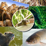 DOI Funding Guide for Invasive Species Management