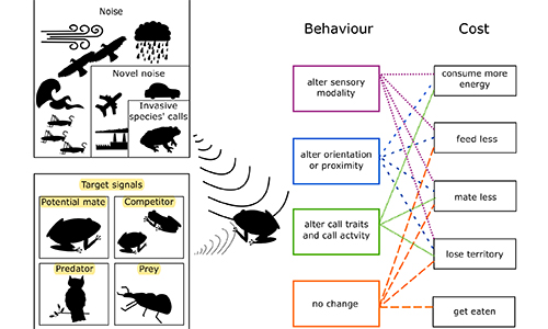 Missed signals: Invasive species noise disrupts native species communication